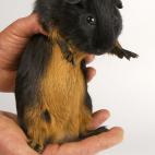 5c8ac77a3b000072066c8eb9