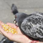 ...también conocidas como ratas del aire.