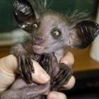 5c8ac77c2400004205a3ac15