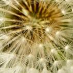 Diente de león. FEI