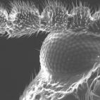 Mosca de la fruta FEI