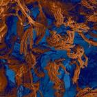 Hongo de la penicilina en pan FEI