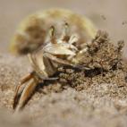 Un cangrejo, en una playa de Sidon (Líbano). | Ali Hashisho (Reuters)