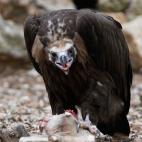 Este animal (Aegypius monachus) devora carroña en el entro de la Fundación para la Conservación del Buitre Negro de Mallorca. Estuvo al borde la extinción en los 70. Enrique Calvo (Reuters)