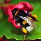 Esta imagen ha sido tomada en Godewaersvelde, al norte de Francia. | P. Hug (Afp)