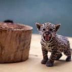 En el zoo de Berlín. Su madre, Kiara, tuvo tres crías en 2012. | Afp