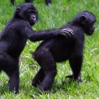 Los bonobos han sido parte de la actualidad informativa de la semana porque su genoma ha sido secuenciado. Son animales pacíficos y con alto índice de actividad sexual. Estos dos viven en el parque 'Lola ya bonobo' de Kinshasa. | I. Sanogo (Afp)