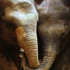 Un par de elefantes jóvenes en el orfanato de elefantes de Pinnawela (Sri Lanka). S. Kodikara (Afp)