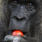 Un gorila comiendo un tomate en el Zoologischer Garten zoo de Berlin. | J. Macdougall (AFP)
