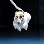 Cohiti, un perro de raza Whippet de seis años, en una competición en California. | Reuters