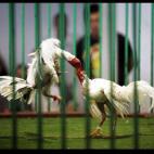 Una pelea de gallos organizada en Tequise, Lanzarote. La foto fue tomada el pasado 9 de junio. Esta práctica se considera tradicional en las Islas Canarias, según apunta Afp, y hay 24 asociaciones o 'galleras'. | Desiree Martin (Afp)