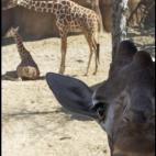 5c8af32f240000f404a3f152