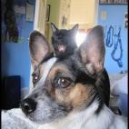 5c8af32f3b000072066cd351