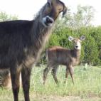 Cortesía de Karen Stephens