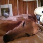 Cortesía de Jean Seraichyk