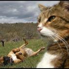 5c8af33a2000004304700013