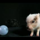 5c8af3422300003000e76d85