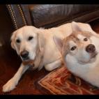 5c8af343360000ba1a6c5234