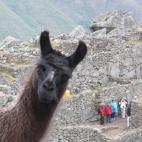 5c8af34c2000004304700037