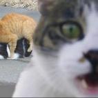 5c8af351200000430470003d