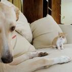 5c8af35a2500000704c9e65e