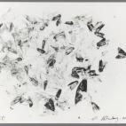 SUSAN ROTHENBERG "MOTHS AND PEONIES"