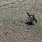 5c8b6fa0250000e203caa8c9