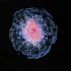 5c8a8a7936000006186b9982