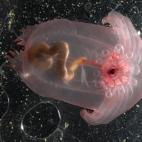 5c8a8a7a2500005206814459