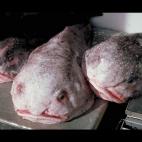 5c8a8a7c3b000072066c19b2