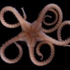 5c8a8a7e3b000037066c19b4