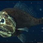 5c8a8a7f2300005400e6b15b