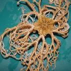 5c8a8a7f230000d504233a27