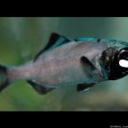 5c8a8a812500005806814466