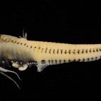 5c8a8a812300005300e6b161