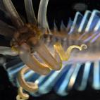 5c8a8a812500000a06814468