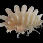 5c8a8a822500000a0681446a