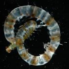 5c8a8a82360000ba1a6b9994