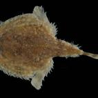 5c8a8a833b000054066c19bc