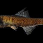 5c8a8a832400006d054bfa90