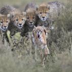 Ganador en la categoría sobre comportamientos de mamíferos