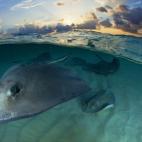 Finalista en la categoría de mundos submarinos.