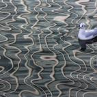 Ganador en la categoría Young Wildlife Photographer of the Year, para adolescentes entre 15 y 17 años