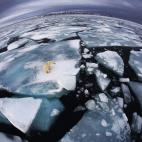 Ganador de la categoría 'The World in Our Hands Award'