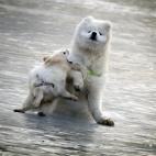 5c8ad3cc250000580681d2e6