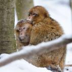 5c8ad3cc360000a61b6c24e0