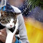 Más fotos de mascotas que peregrinaron en busca de su bendición en esta semana