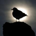 Más fotos de animales a contraluz en este link