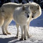 5c8ad3d1360000e01c6c24ec