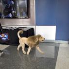 Hay vecinos que llamaron a la policía por confundirle con un león.